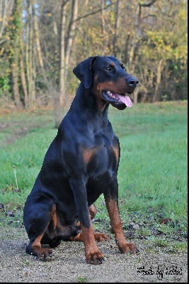 of Sweet Black Dreams - Gangster meilleur de race au Paris Dog Show