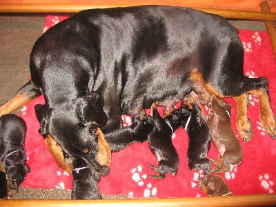 of Sweet Black Dreams - Naissance des chiots