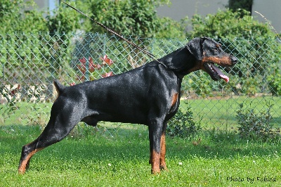 of Sweet Black Dreams - Gangster : ZTP et CAC de champion de France 2013