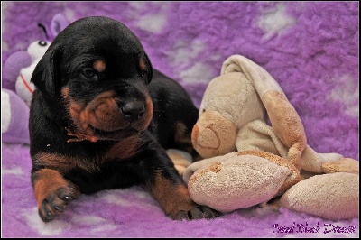 of Sweet Black Dreams - Nouvelles photos des chiots 2 semaines