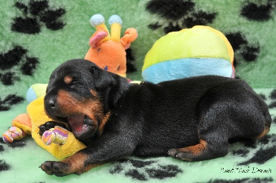 of Sweet Black Dreams - Nouvelles photos des chiots